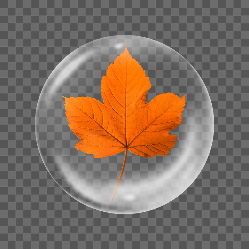 Maple leaf png sticker,  | Free PNG - rawpixel