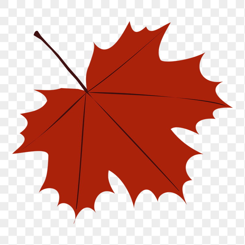 Maple leaf png sticker illustration, | Free PNG - rawpixel