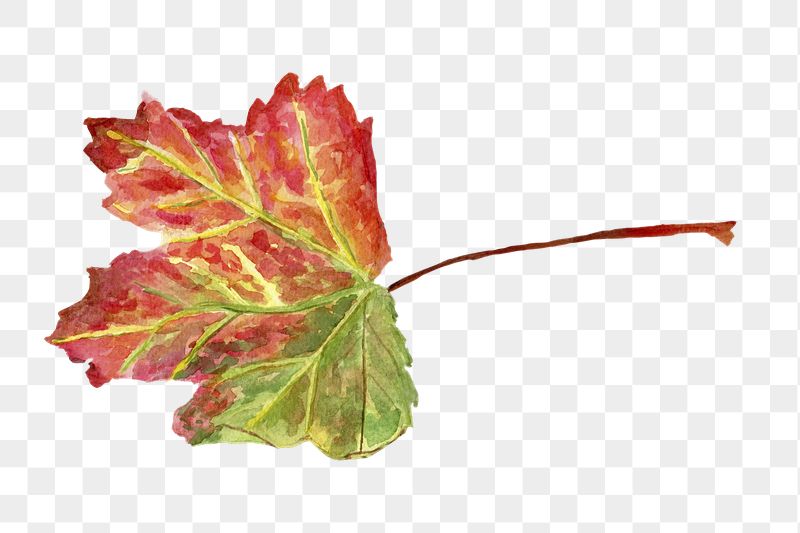 Maple leaf png sticker, transparent | Free PNG Illustration - rawpixel