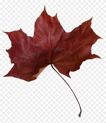 Maple Leaf Png Transparent Picture - Maple Leaf