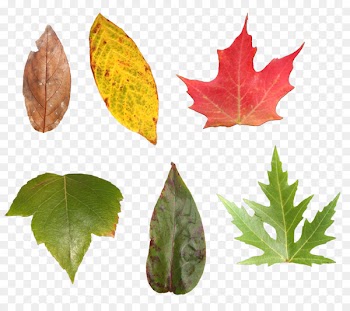 Maple leaf Portable Network Graphics Image Download - autumn colors 