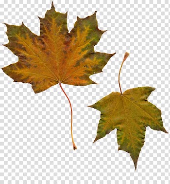 Maple leaf Portable Network Graphics, Leaf transparent background PNG clipart