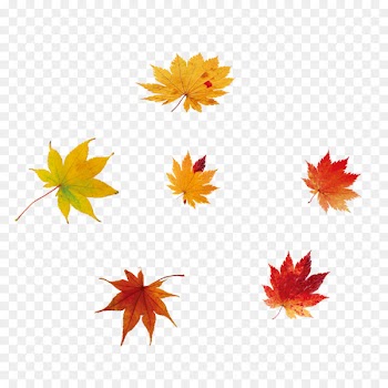 Maple leaf Portable Network Graphics Red maple Download - leaf 