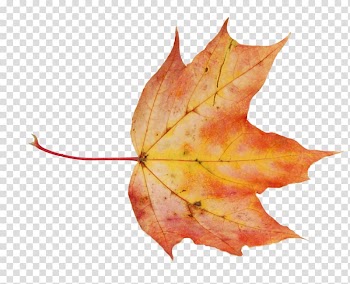 Maple leaf Raster graphics , autumn leaves transparent background PNG clipart