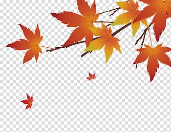 Maple leaf, Red maple leaf transparent background PNG clipart