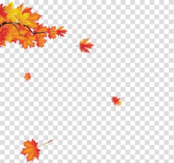 Maple leaf Red maple, Leaves transparent background PNG clipart