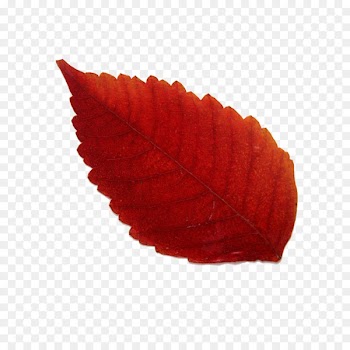 Maple leaf Red Yellow - leaf 