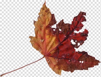Maple leaf scanner , autumn leaves transparent background PNG clipart