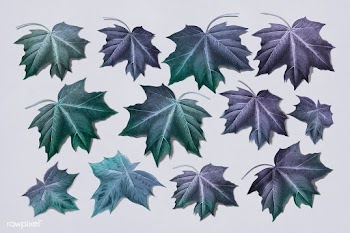 Maple leaf set | Free stock illustration - 1016485