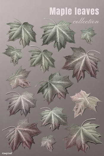Maple leaf set | Free stock illustration - 1016490