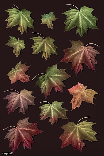 Maple leaf set | Free stock illustration - 1016491