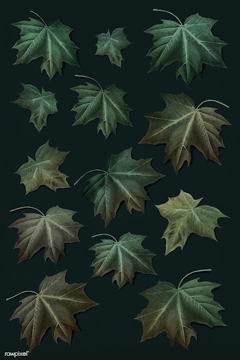 Maple leaf set | Free stock illustration - 1016494