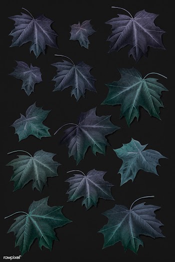 Maple leaf set | Free stock illustration - 1016496