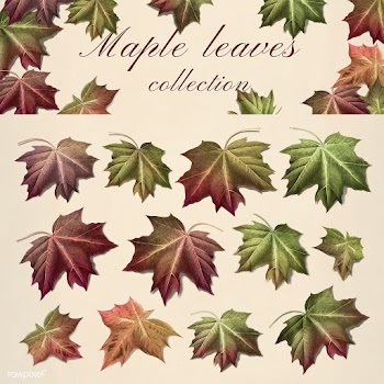 Maple leaf set | Free stock illustration - 1016497