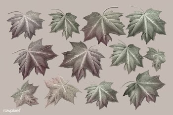 Maple leaf set | Free stock illustration - 1016498