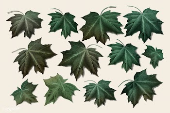 Maple leaf set | Free stock illustration - 1016511