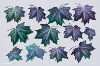 Maple leaf set | Free stock vector - 1016477