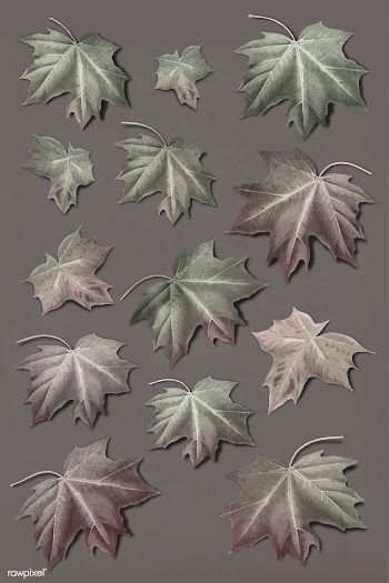 Maple leaf set | Free stock vector - 1016513