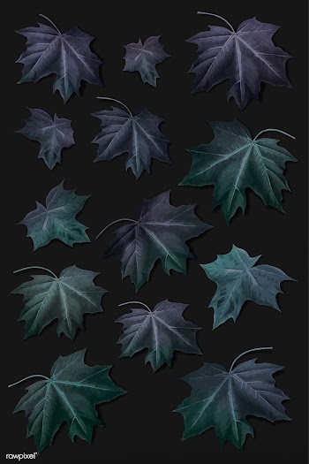 Maple leaf set | Free stock vector - 1016514