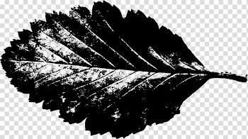 Maple leaf Silhouette , Leaf transparent background PNG clipart