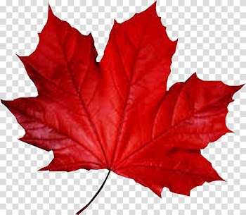 Maple leaf Smule Autumn, red leaf transparent background PNG clipart