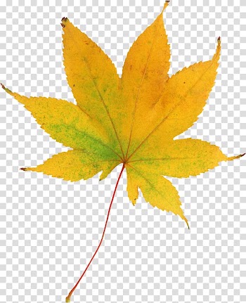 Maple leaf Spider , Leaf transparent background PNG clipart
