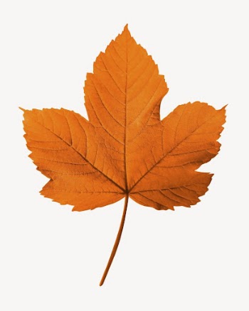 Maple leaf sticker, Autumn aesthetic | Free PSD - rawpixel