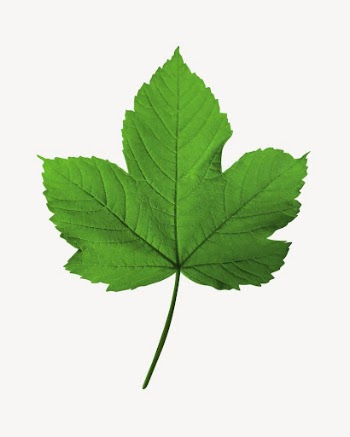 Maple leaf sticker, botanical image | Free PSD - rawpixel