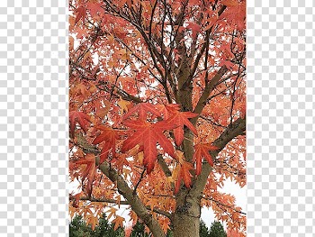 Maple leaf Sugar maple Tree Nursery Deciduous, gum trees transparent background PNG clipart