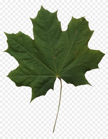 Maple Leaf Texture - Maple Leaf Png Texture