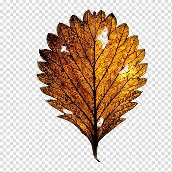 , Maple Leaf transparent background PNG clipart
