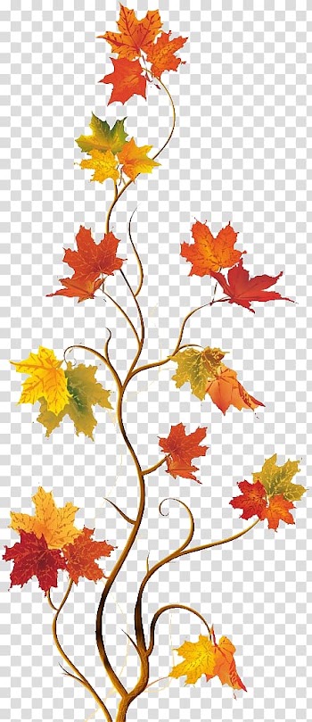 Maple leaf transparent background PNG clipart