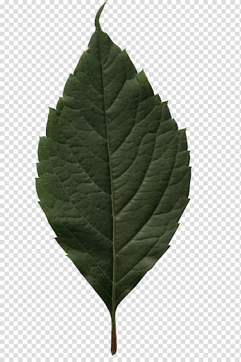 Maple leaf Tree Birch Autumn leaf color, cut transparent background PNG clipart