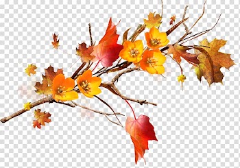 Maple leaf Twig Flower , Leaf transparent background PNG clipart