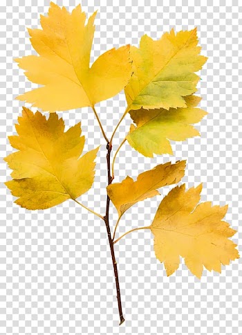 Maple leaf Twig Plant stem Petal, Leaf transparent background PNG clipart