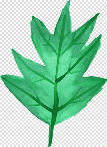 Maple leaf Watercolor painting, 25 transparent background PNG clipart