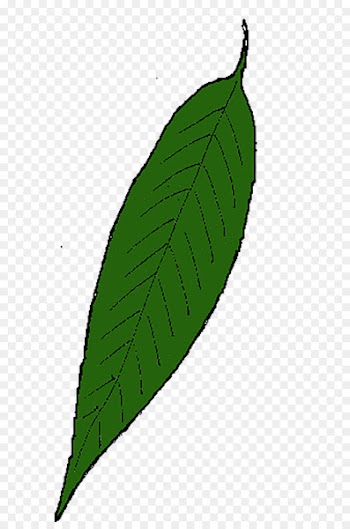 Maple leaf Willow Leaflet Drawing - Leaf 