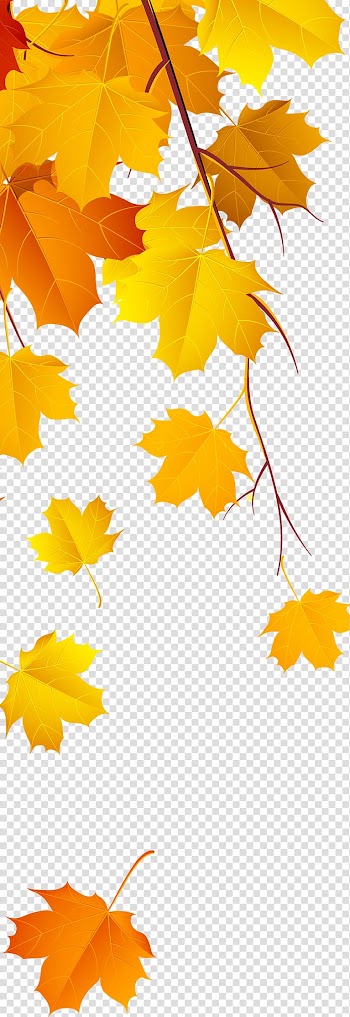 Maple leaf Yellow, Beautiful Jinhuang Feng falling leaves transparent background PNG clipart