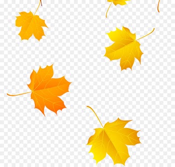 Maple leaf Yellow Clip art - Beautiful Jinhuang Feng falling leaves 