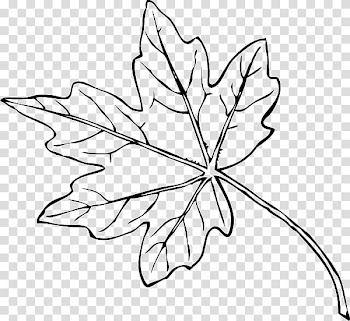 Maple leaf Yellow , Japanese Maple transparent background PNG clipart