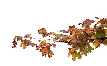 Maple Leaves Changing Color