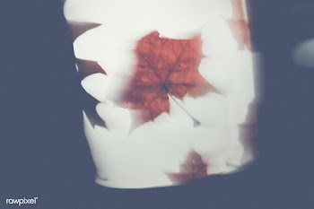Maple leaves | Free public domain photo - 432981