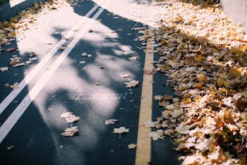 Maple Leaves on Roadway