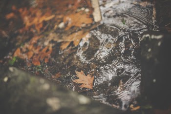 Maple Leaves on Water
