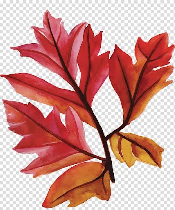 Maple leaves transparent background PNG clipart