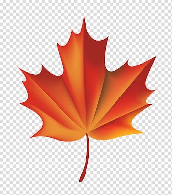 Maple leaves transparent background PNG clipart