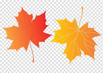 Maple leaves transparent background PNG clipart