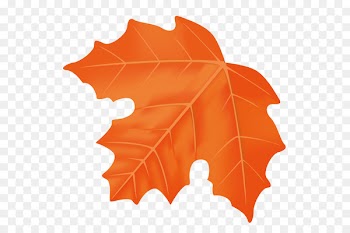 Maple, Maple Leaf, Leaf PNG