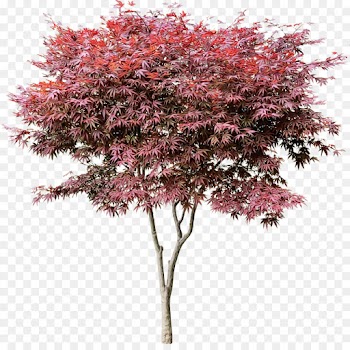 Maple, Shrub, Twig, Tree, Flowering Plant PNG