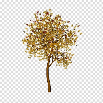 Maple transparent background PNG clipart